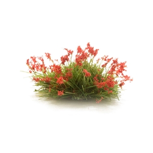 Red Flowering Tufts