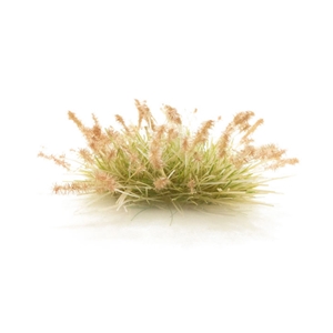 Brown Seeding Tufts