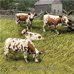 Brown Randall Lineback Cows