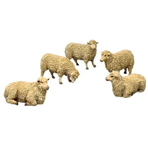 Flock of Sheep
