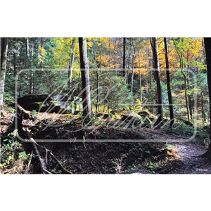 Deep Woods Mini Back Drop (8.5" x 5.5" / 21.6 x 14cm)