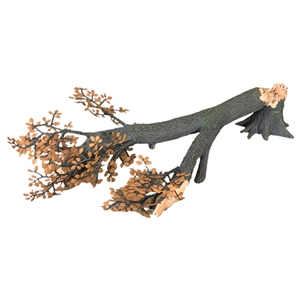 Fallen Old Growth Tree with Stump