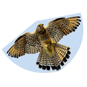 Falcon Kite