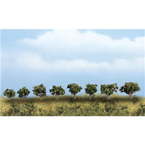 Mini Deciduous Trees
